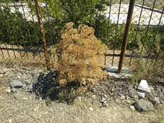 Ferula