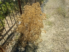 Ferula