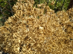Ferula