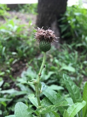 Cirsium arvense