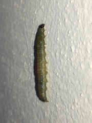 Cnephasia incertana