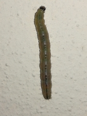 Cnephasia incertana