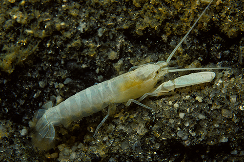 bristle-footed ghost shrimp