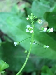 Capsella bursa-pastoris