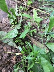 Capsella bursa-pastoris