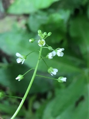 Capsella bursa-pastoris