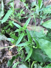 Capsella bursa-pastoris