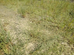 Centaurea virgata squarrosa