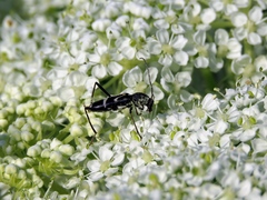 Chlorophorus figuratus