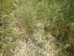 Centaurea virgata squarrosa