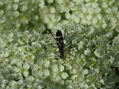 Chlorophorus figuratus
