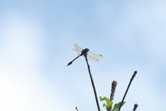 Paragomphus capricornis