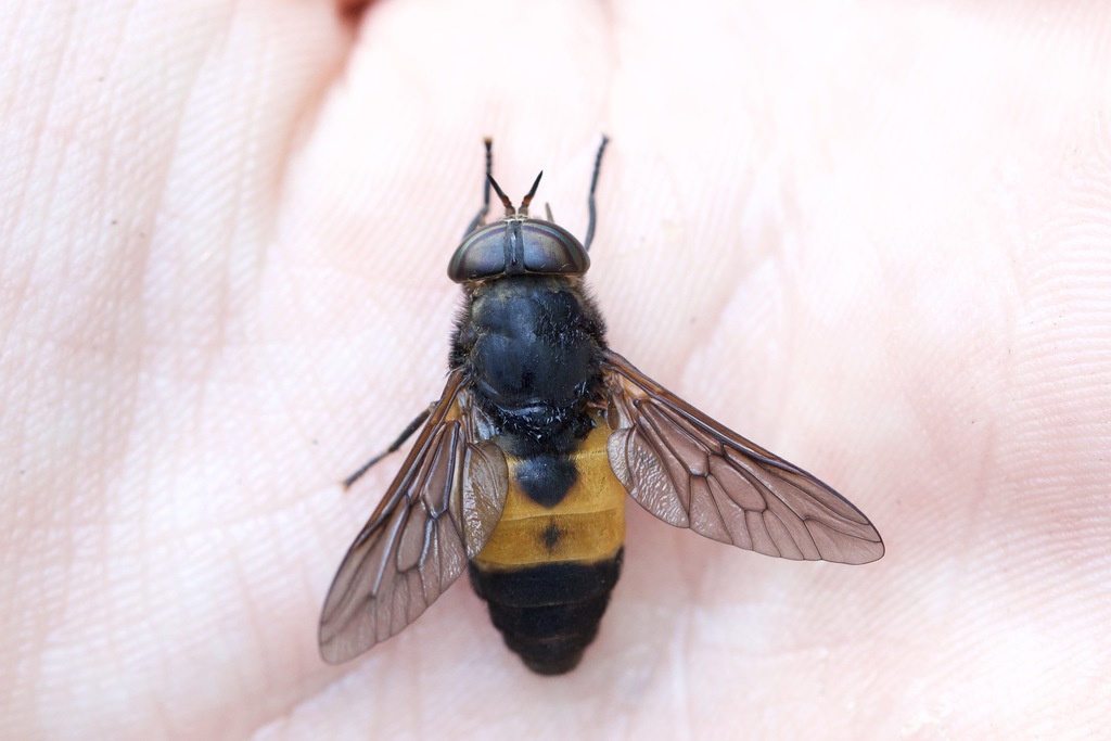 Hybomitra criddlei
