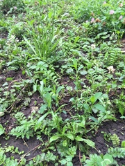 Capsella bursa-pastoris