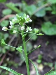 Capsella bursa-pastoris