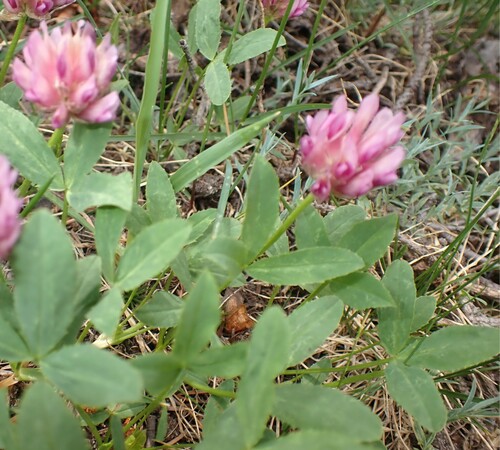 Image of Trifolium parryi by (c) mfeaver, some rights reserved (CC BY)