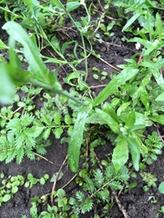 Capsella bursa-pastoris