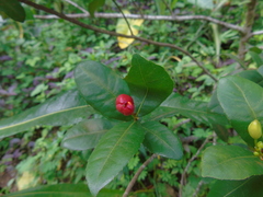 Ochna thomasiana
