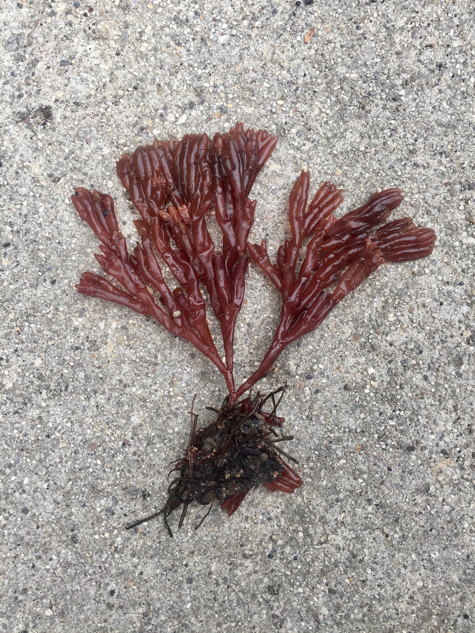 Scinaia johnstoniae