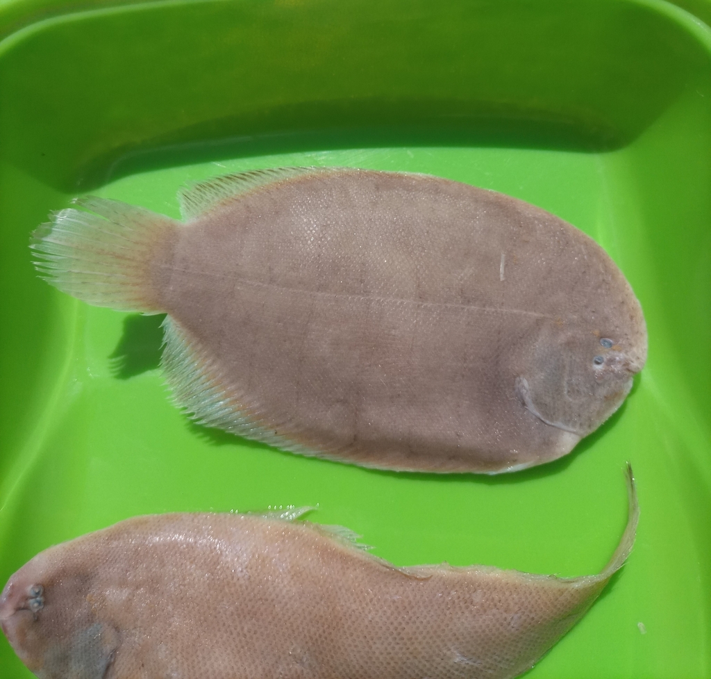 Slipper sole (Trinectes paulistanus) — Achiridae