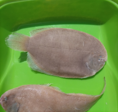 Slipper sole (Trinectes paulistanus) — Achiridae