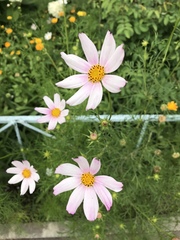 Cosmos bipinnatus