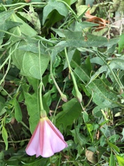 Convolvulus arvensis