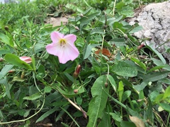 Convolvulus arvensis