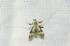 Stenochironomus hilaris