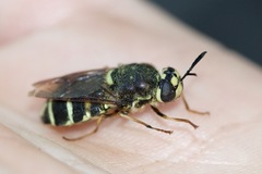 Stratiomys badia
