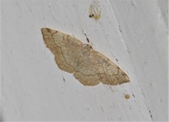 Stegania trimaculata