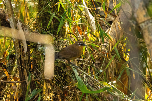 White-backed Fire-eye