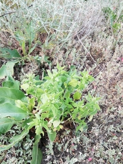 Chaiturus marrubiastrum