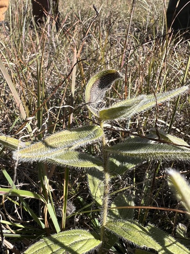 Image of Lithospermum decipiens by (c) sblumen, some rights reserved (CC BY)