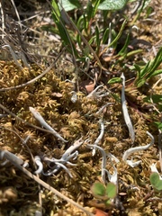 Thamnolia vermicularis vermicularis