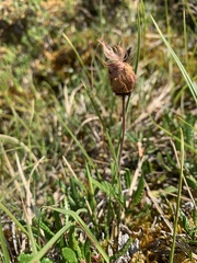 Dryas ajanensis