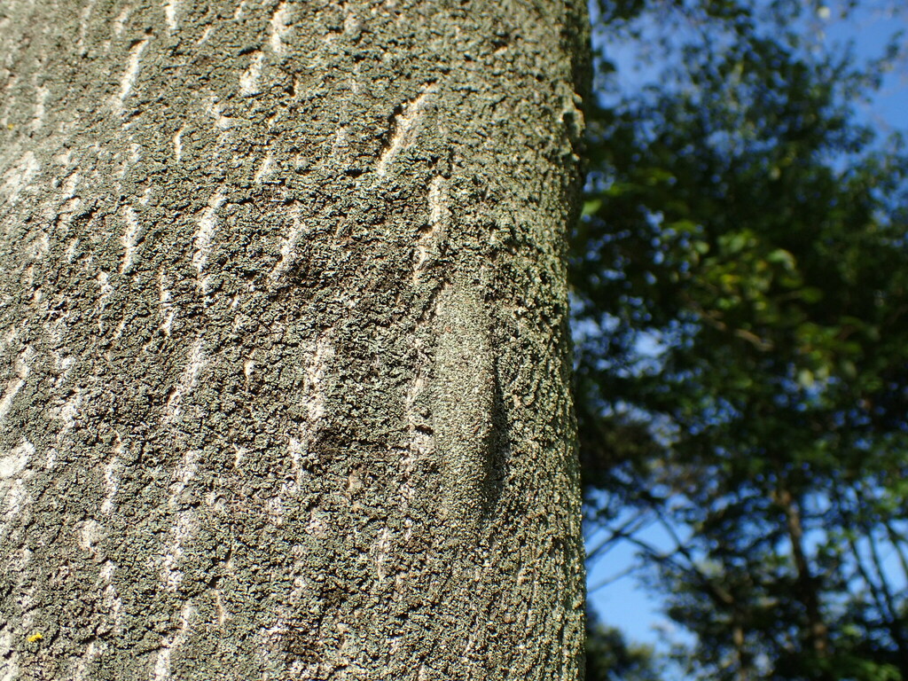 シンジュキノカワガの繭