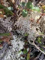 Cladonia arbuscula mitis