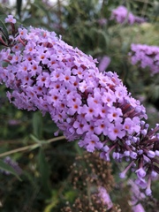 Buddleja davidii