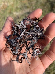 Masonhalea richardsonii