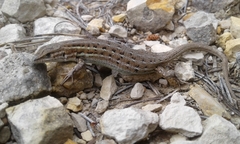Psammodromus edwarsianus