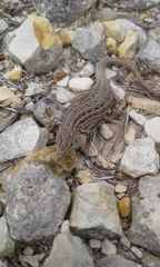 Psammodromus edwarsianus