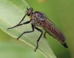 Eutolmus rufibarbis
