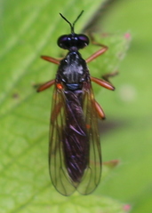 Dioctria cothurnata