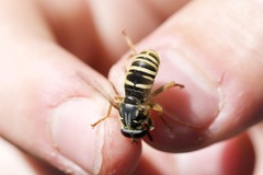 Temnostoma excentrica