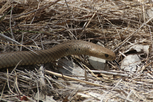 Eastern Brown Snake sighting