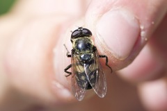Sericomyia lata