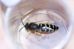 Bembix americana spinolae