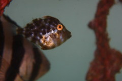 Whitespotted Pygmy Filefish photo 2