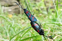 Zygaena ephialtes